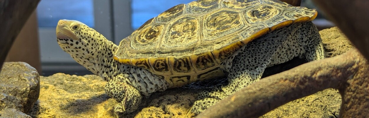 diamondback terrapin turtle