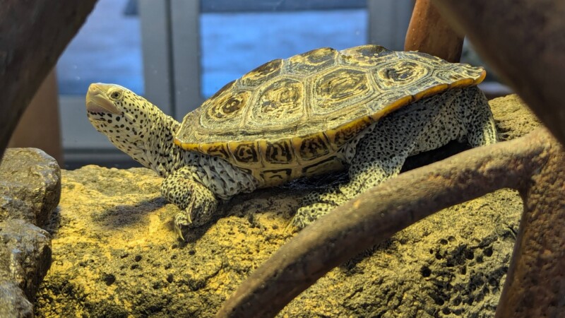 Featured image for “Matanzas Riverkeeper joins call to protect native turtle species”