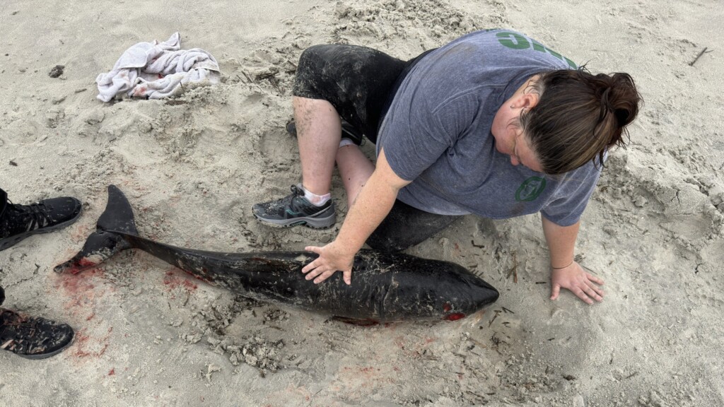 Beached baby whale had swallowed plastic bag | Jacksonville Today