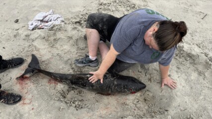 Featured image for “Beached baby whale had swallowed plastic bag”