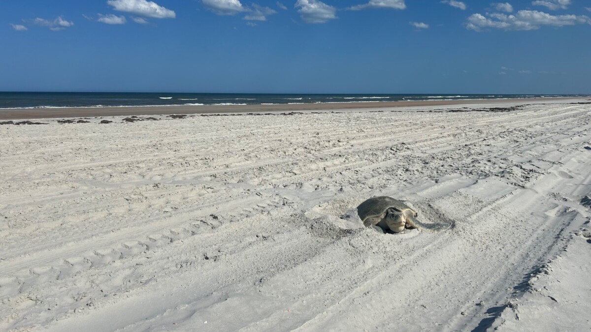 A Kemp's ridley sea turtle on the beach