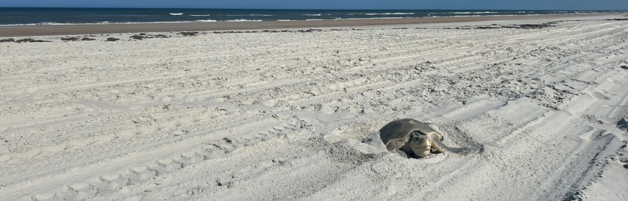 A Kemp's ridley sea turtle on the beach