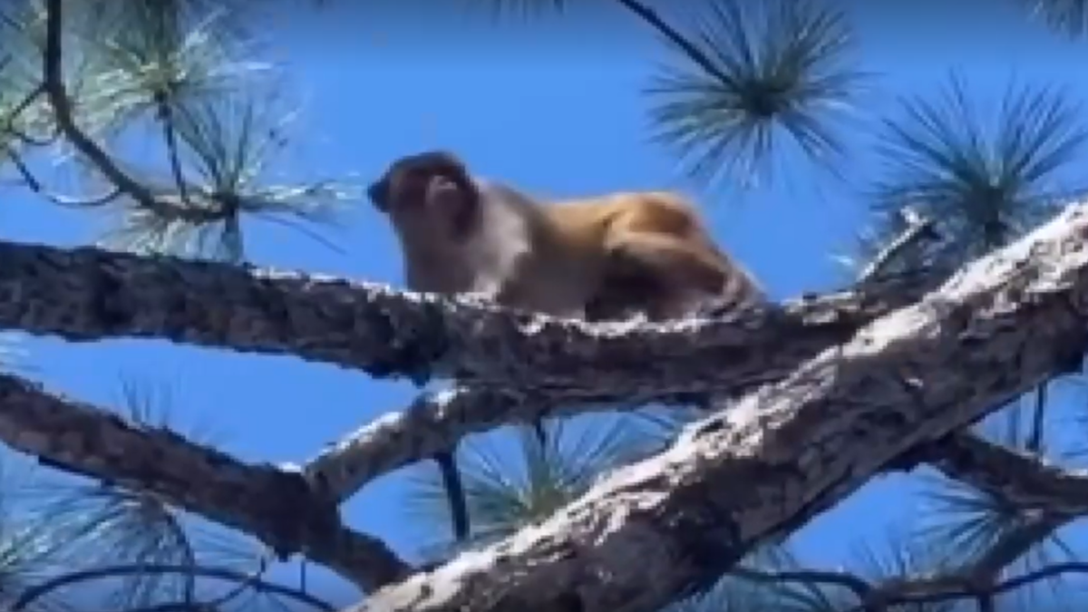 Monkey in a tree