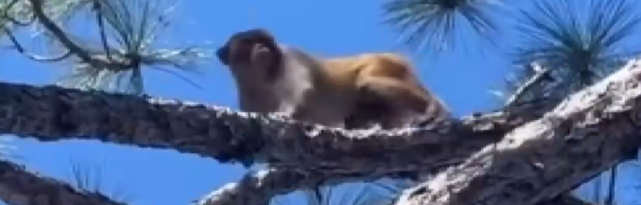 Monkey in a tree