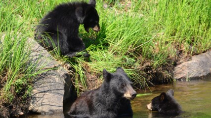 Featured image for “Florida may allow bear hunting for first time in nearly a decade”