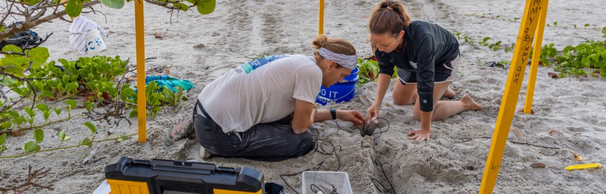 Sea turtle nest