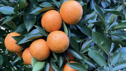 Featured image for “A citrus comeback is budding in North Florida”