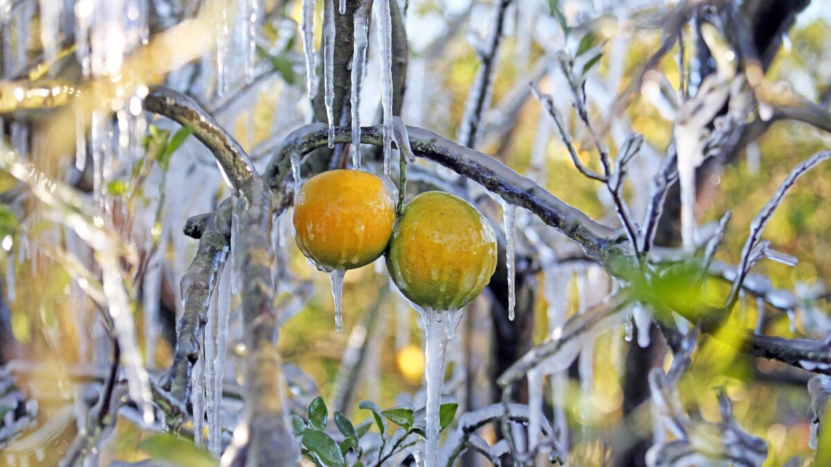 Ice-covered oranges in winter