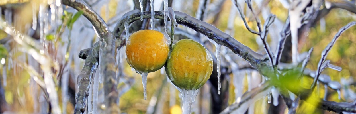 Ice-covered oranges in winter