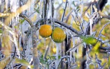 Featured image for “Are you ready for Florida’s winter hazards?”