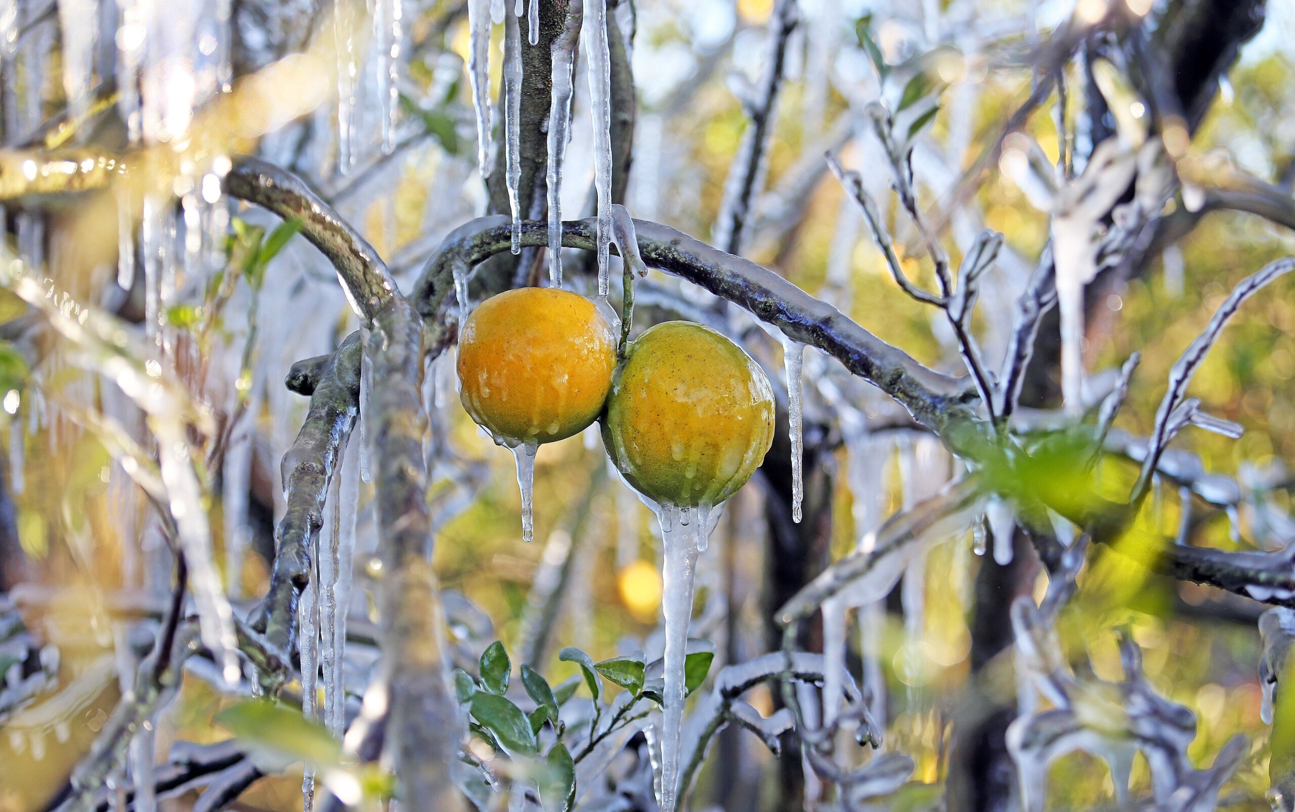 Ice-covered oranges in winter