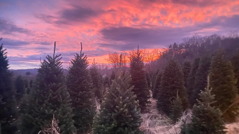 Featured image for “Is there a Christmas tree crisis after 2024 hurricane season?”