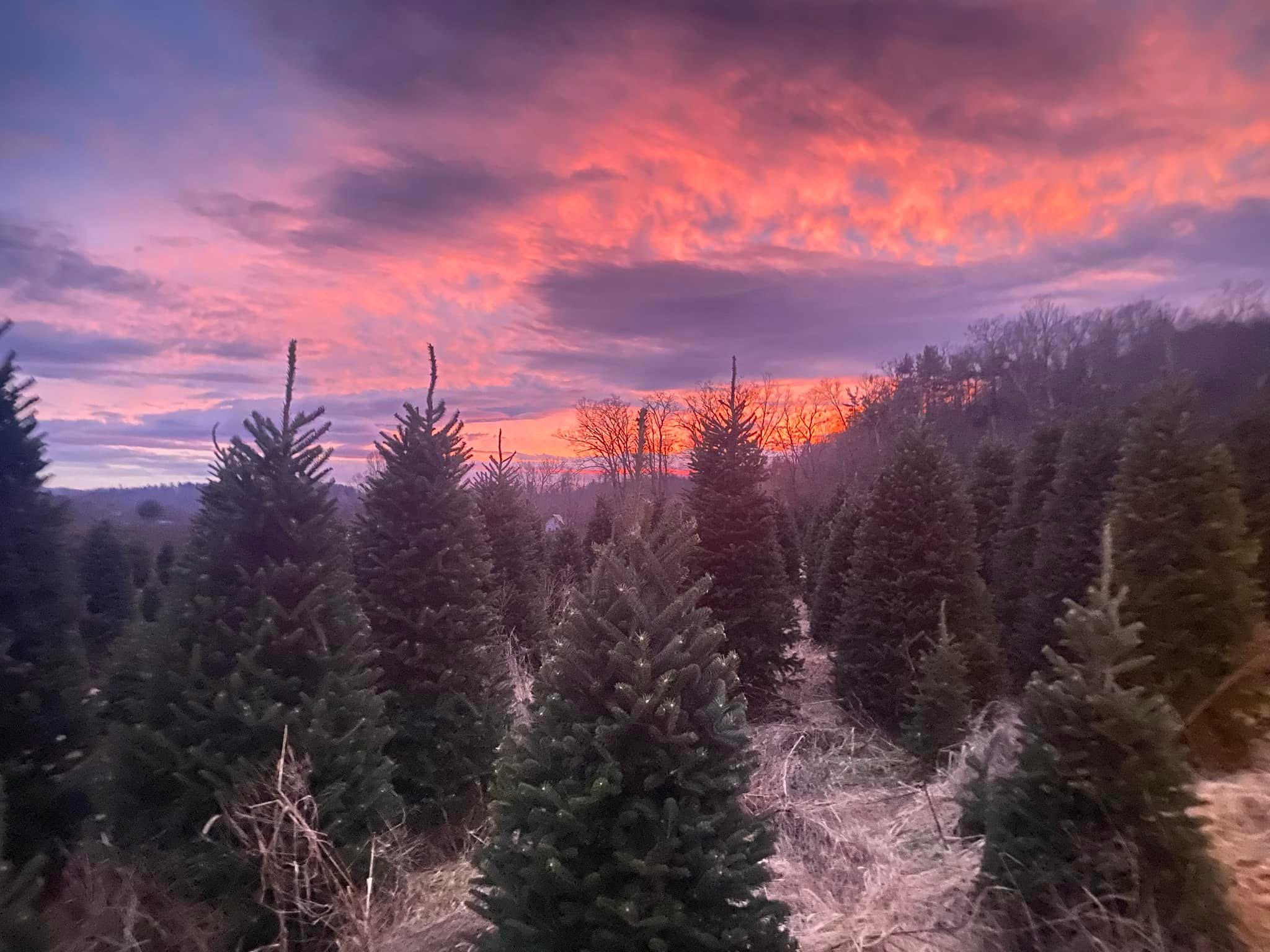 Featured image for “Is there a Christmas tree crisis after 2024 hurricane season?”