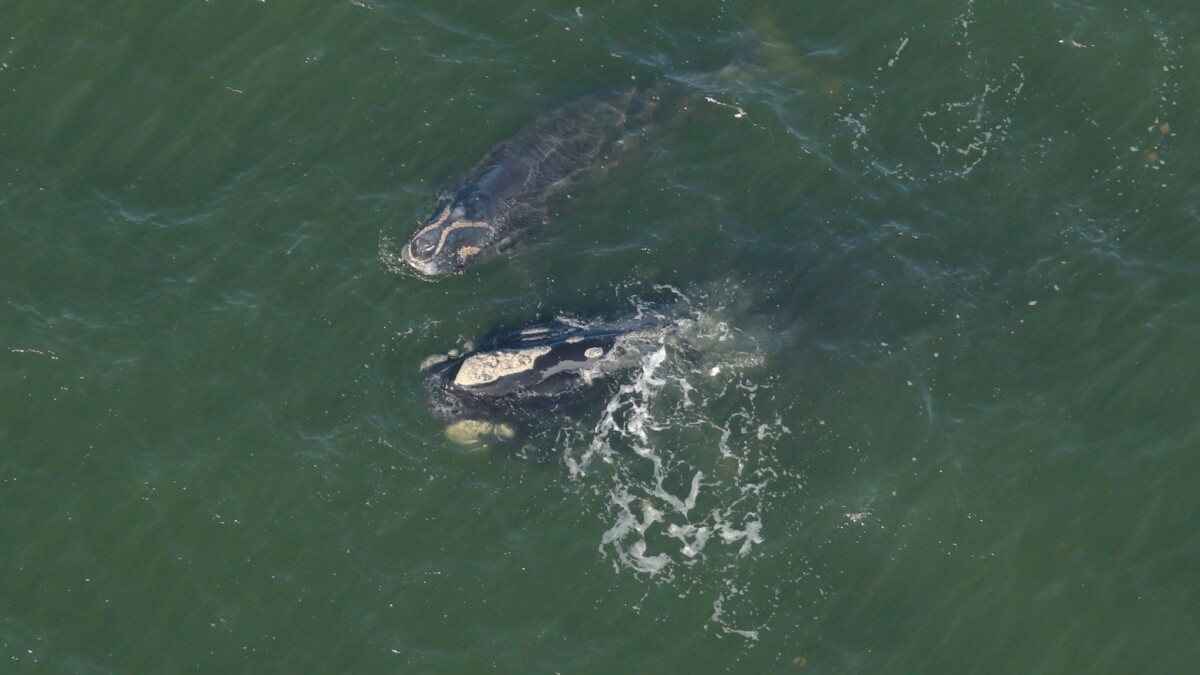 Right whale and mother