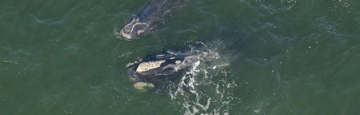 Right whale and mother