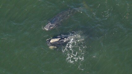 Featured image for “Baby right whales sighted with mothers off Ponte Vedra”