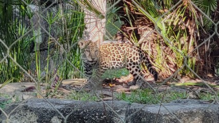 Featured image for “Banks the jaguar is leaving Jacksonville Zoo and Gardens”