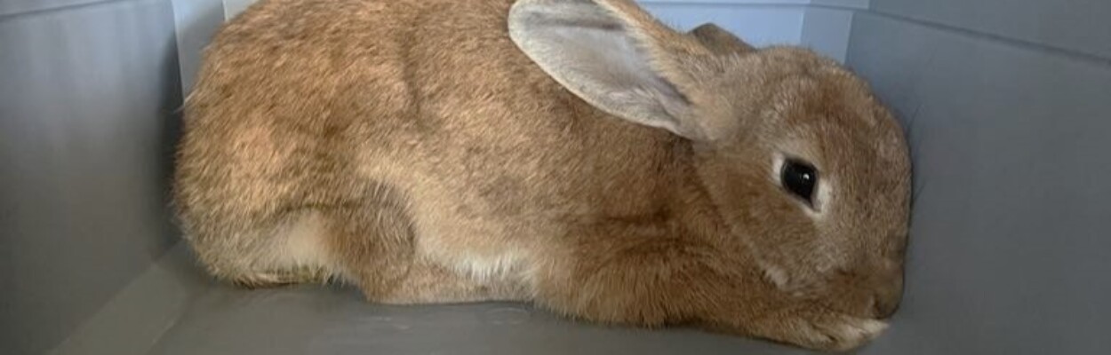 Rescued rabbit in a crate.