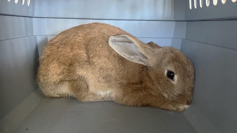 Rescued rabbit in a crate.