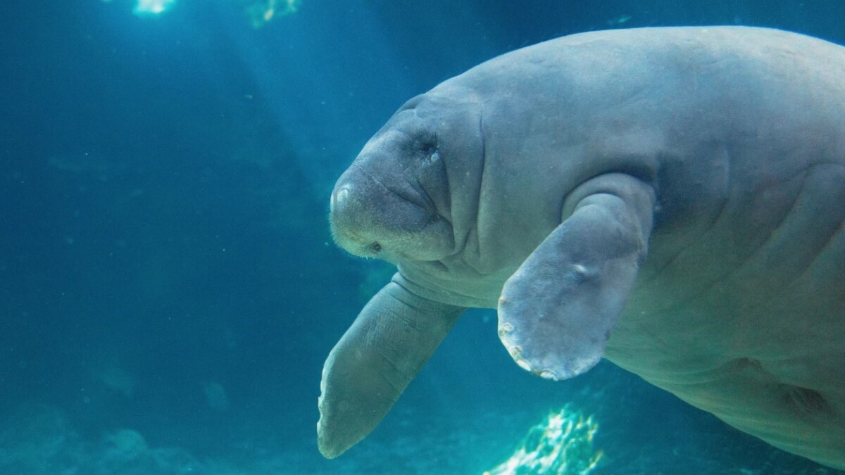 Manatee at Mote Marine Laboratory & Aquarium.