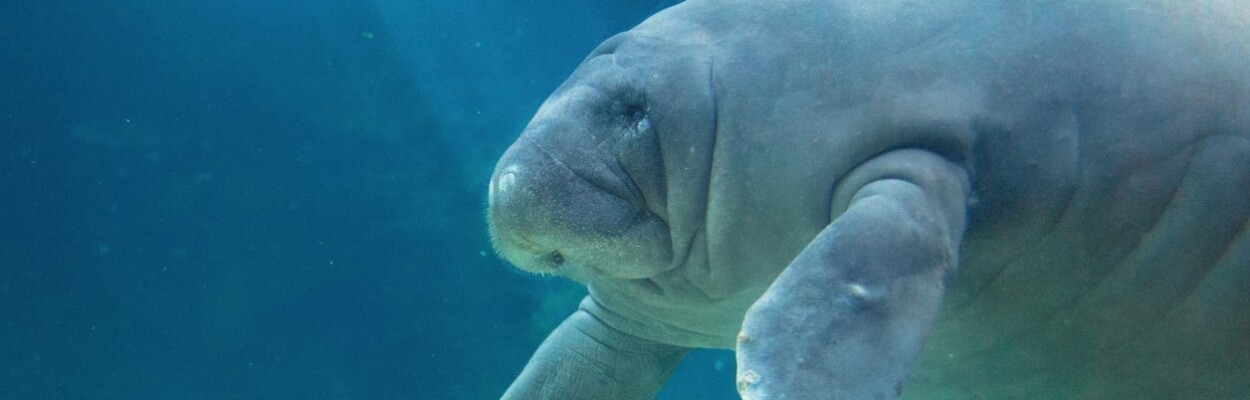 Manatee at Mote Marine Laboratory & Aquarium.