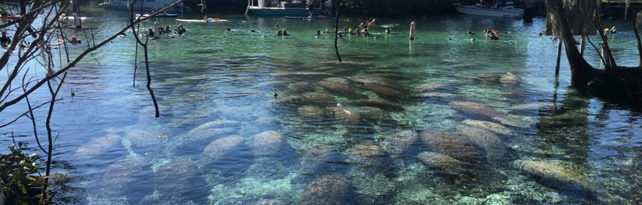 Manatees at Three Sisters Spring