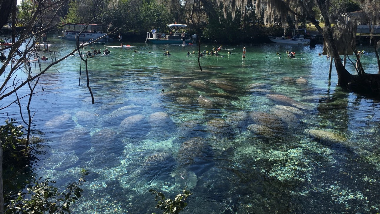 Manatees at Three Sisters Spring