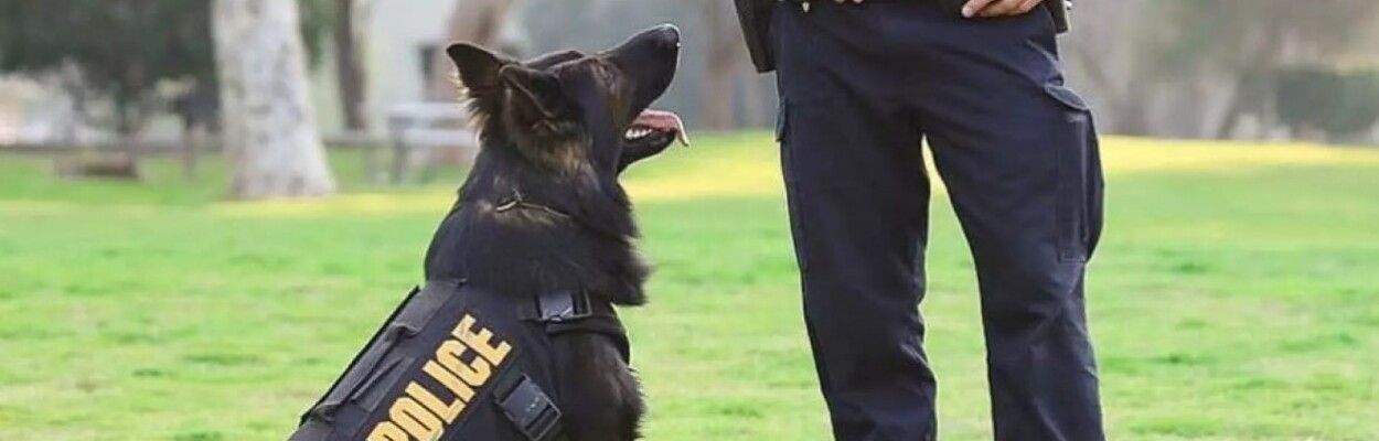 Police dog