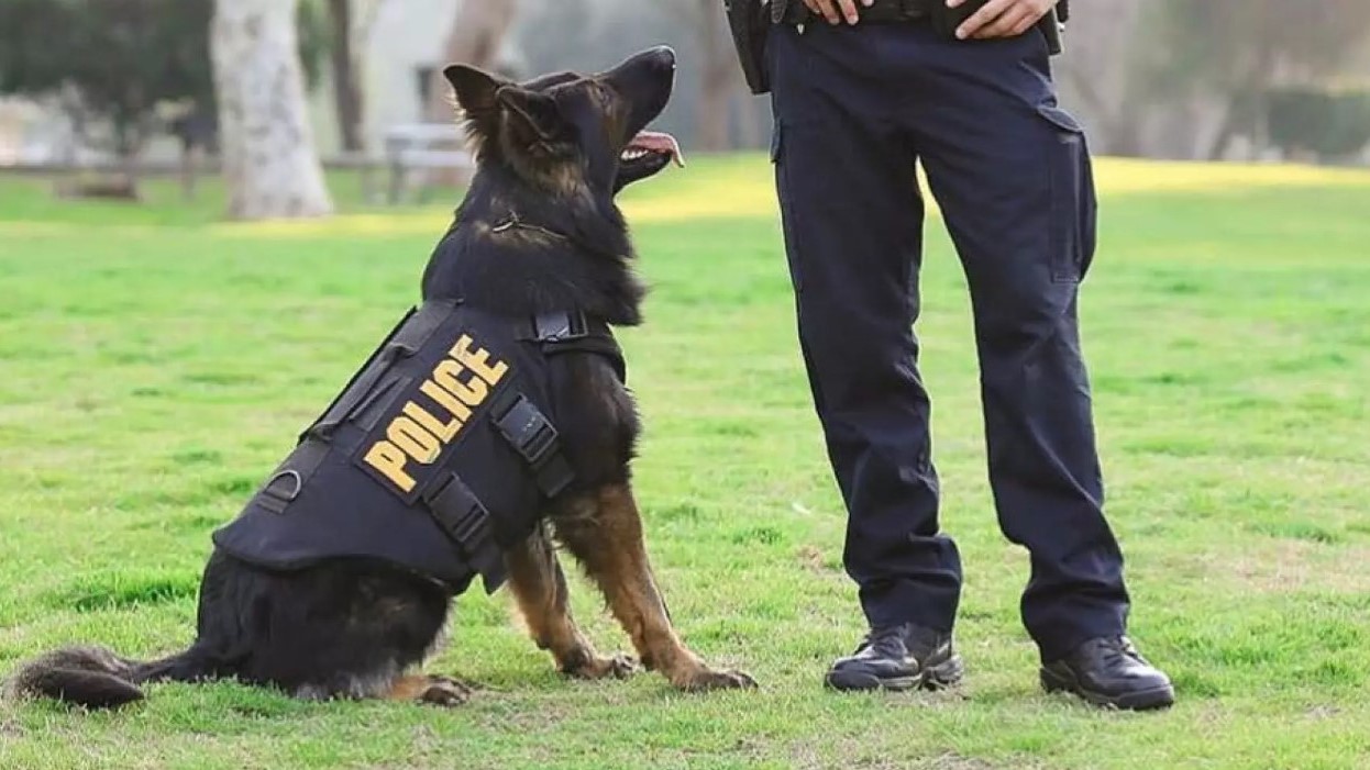 Police dog