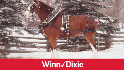 Featured image for “BIT OF JOY | Meet a Budweiser Clydesdale”