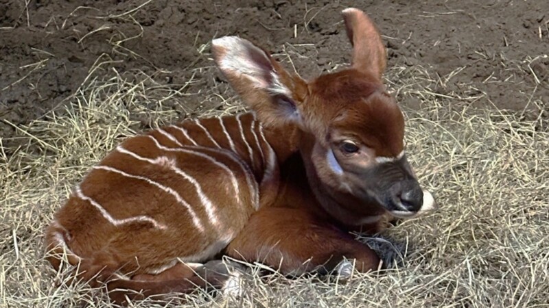 Featured image for “BIT OF JOY | Bongo baby born at Jacksonville Zoo”