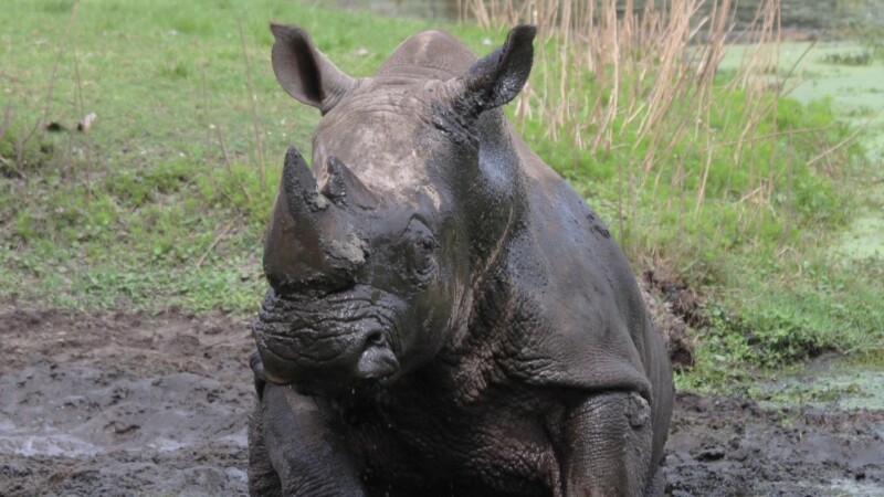 Featured image for “Jacksonville Zoo mourns death of oldest southern white rhino in human care”