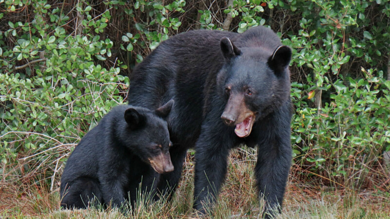 Featured image for “FWC seeks comments about proposal for black bear hunting”