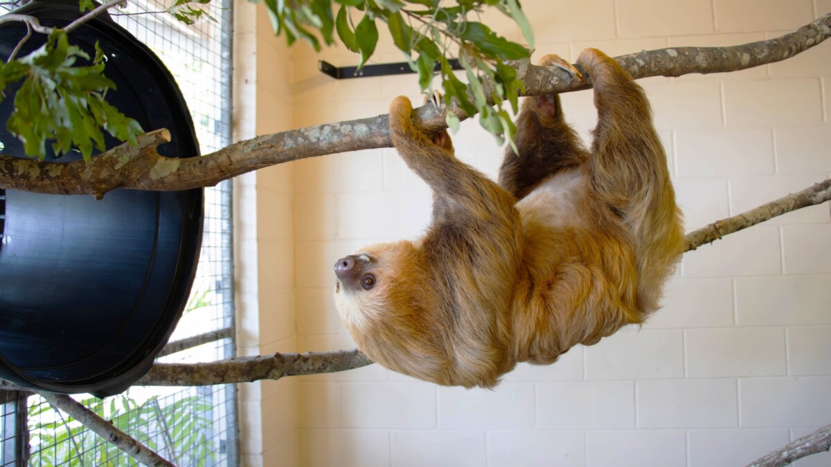 Sloth at Jacksonville zoo