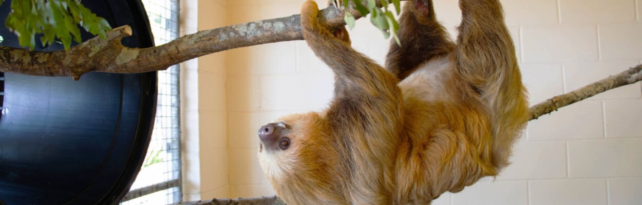 Sloth at Jacksonville zoo