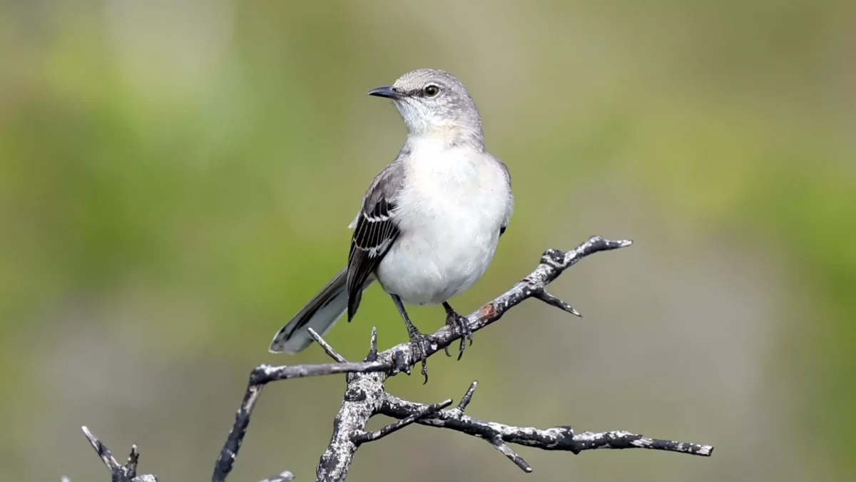 A mockingbird