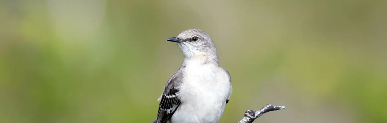 A mockingbird