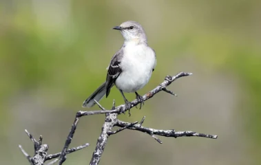 Featured image for “Mockingbird keeps its perch as Florida’s state bird”