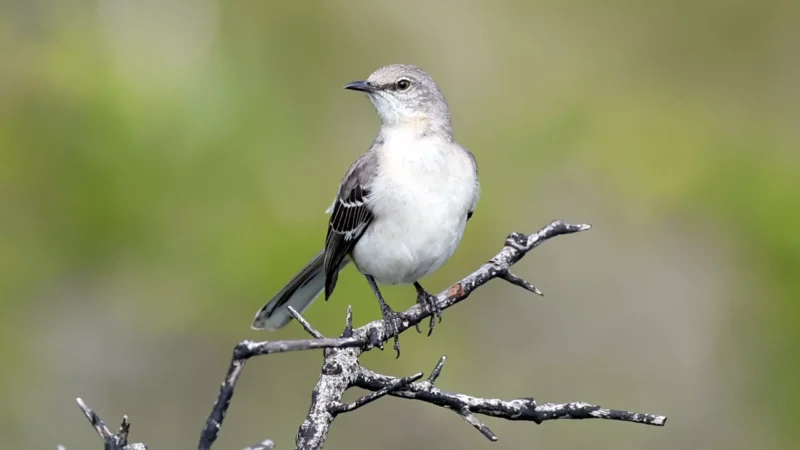 Featured image for “Mockingbird keeps its perch as Florida’s state bird”