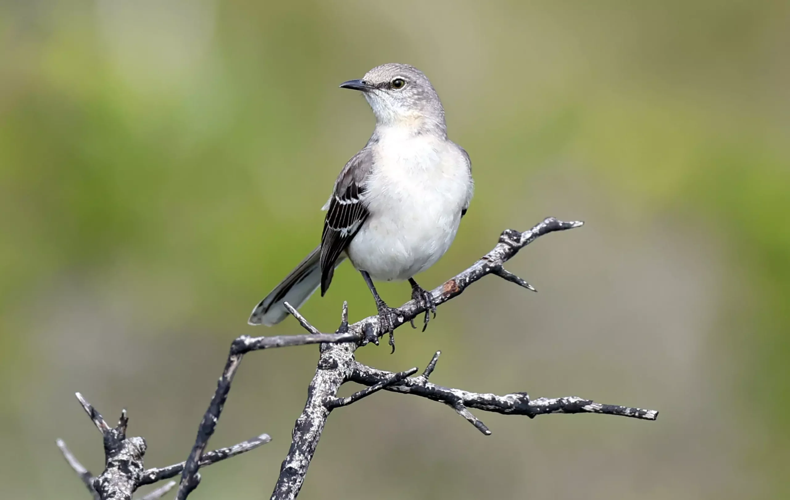 A mockingbird