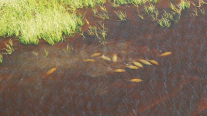 Featured image for “Making way for manatees in the St. Johns River”
