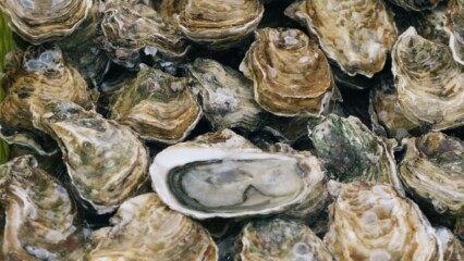 Featured image for “Learn about oyster harvesting Tuesday in St. Augustine”