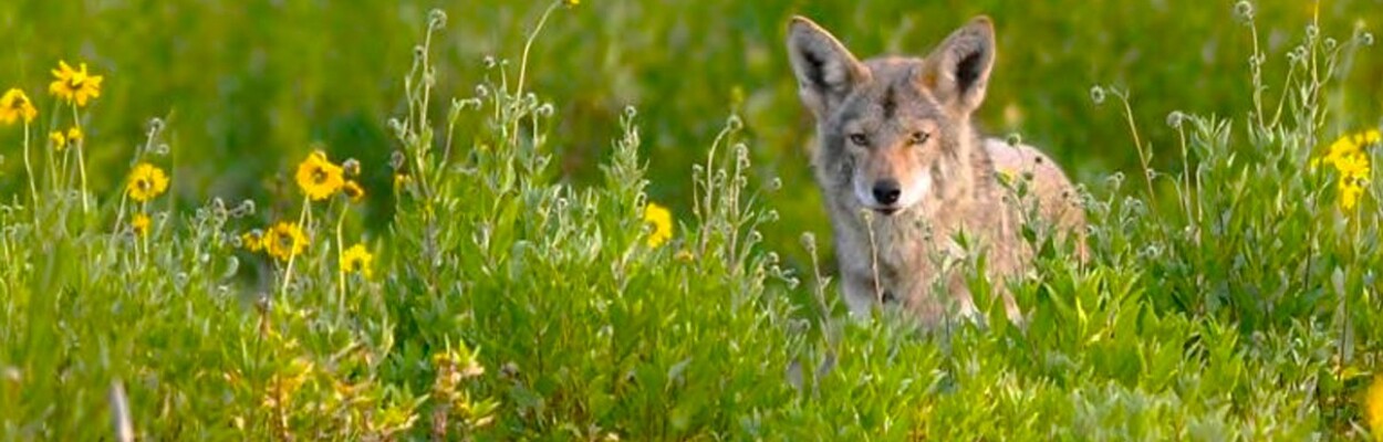 A coyote