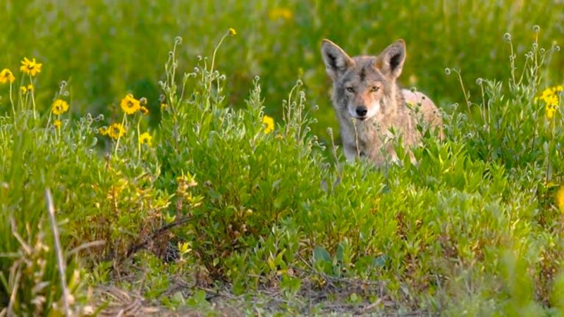 Featured image for “Coyote alert issued in Atlantic Beach after 2 people are bitten”