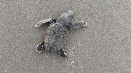 Featured image for “Sea turtle season is coming. Here’s how you can help.”