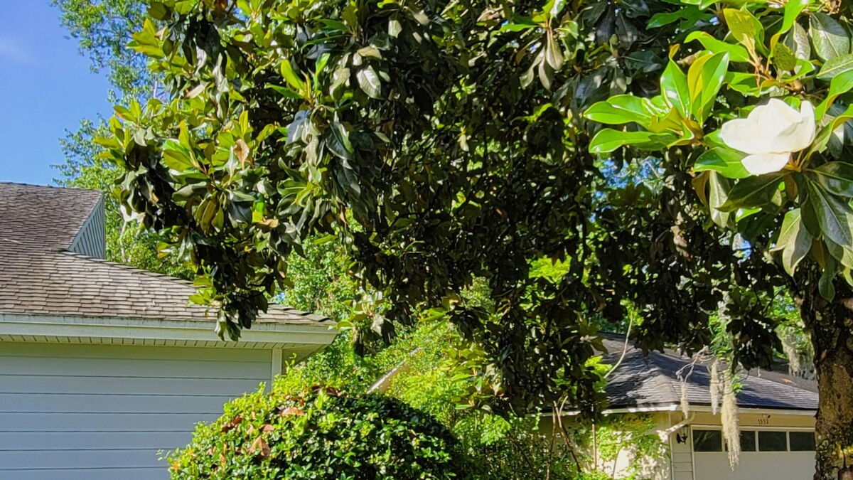 A magnolia tree limb hangs over a house