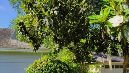 Featured image for “#AskJAXTDY | Do I have to trim my tree if it hangs over my neighbor’s house?”