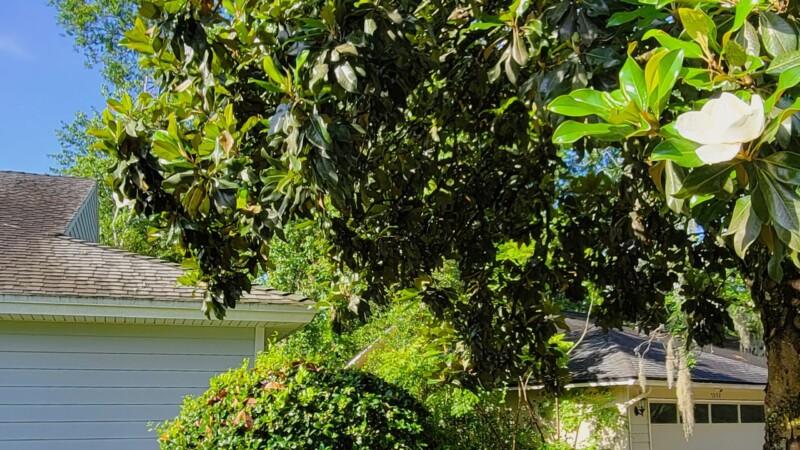 Featured image for “#AskJAXTDY | Do I have to trim my tree if it hangs over my neighbor’s house?”