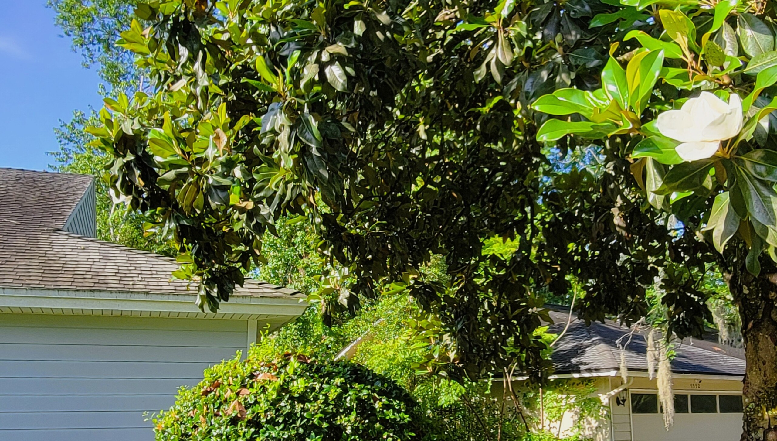 A magnolia tree limb hangs over a house