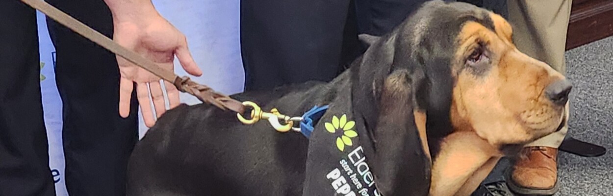 Pepper, a new bloodhound at the Jacksonville Sheriff's Office